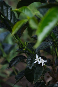 Kolumbien NATURAL PINK BOURBON Finca Juan Martin | Moderner Filterkaffee