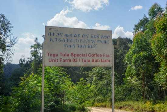 Äthiopien WASHED Tega & Tula | Moderner Filterkaffee
