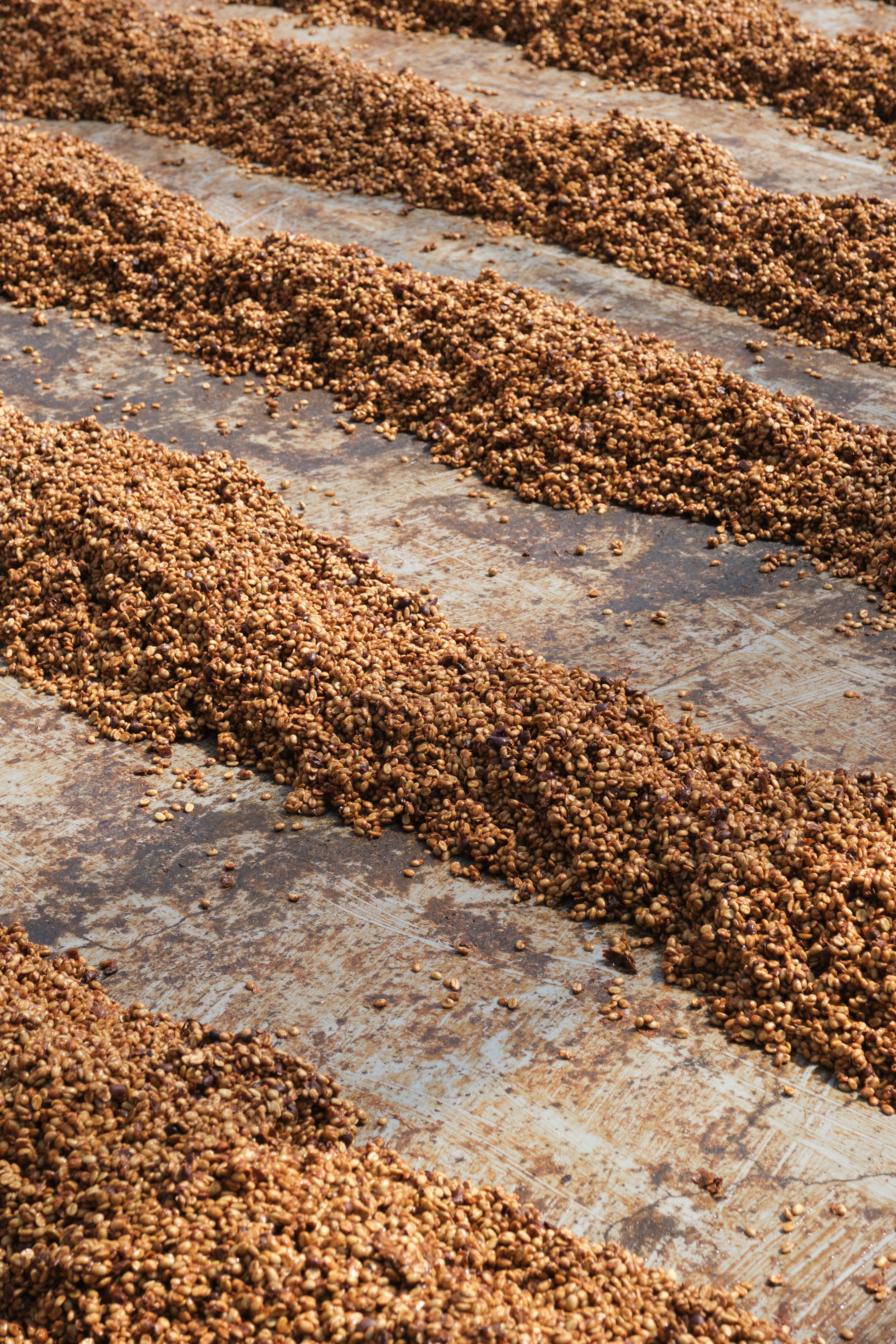 Costa Rica ANAEROBIC DOUBLE DIAMOND NATURAL Finca San Luis | Moderner Filterkaffee