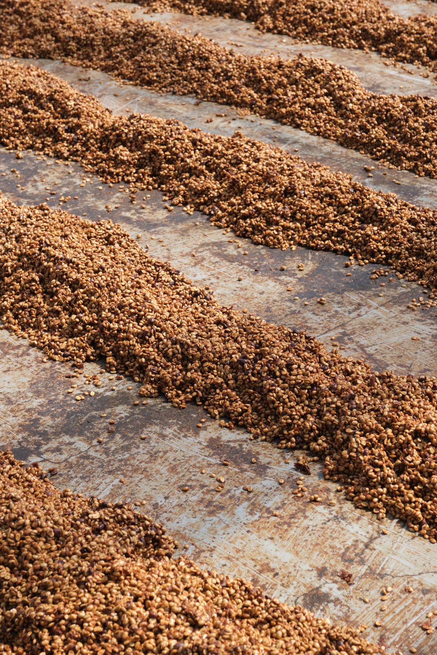Costa Rica ANAEROBIC DOUBLE DIAMOND NATURAL Finca San Luis | Moderner Filterkaffee