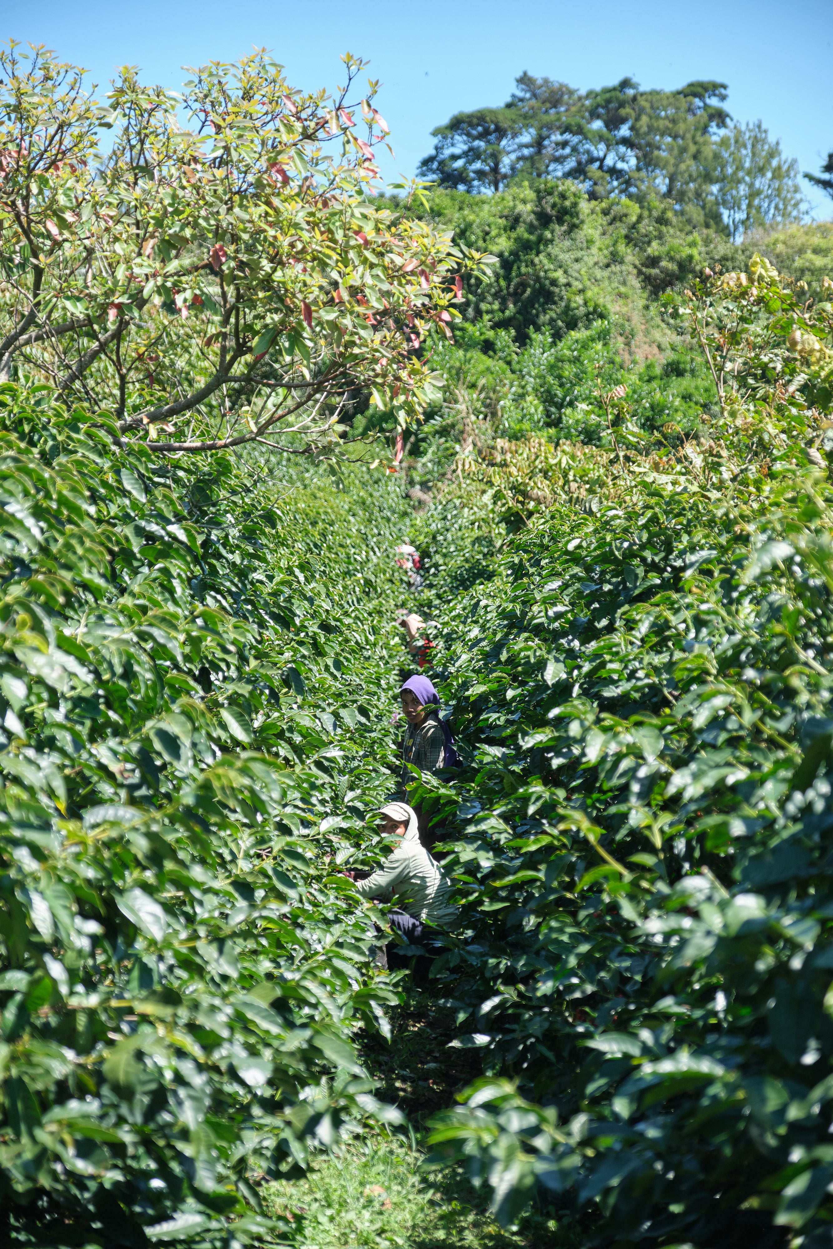 Costa Rica ANAEROBIC DOUBLE DIAMOND NATURAL Finca San Luis | Moderner Filterkaffee