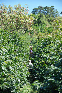 Costa Rica ANAEROBIC DOUBLE DIAMOND NATURAL Finca San Luis | Moderner Filterkaffee