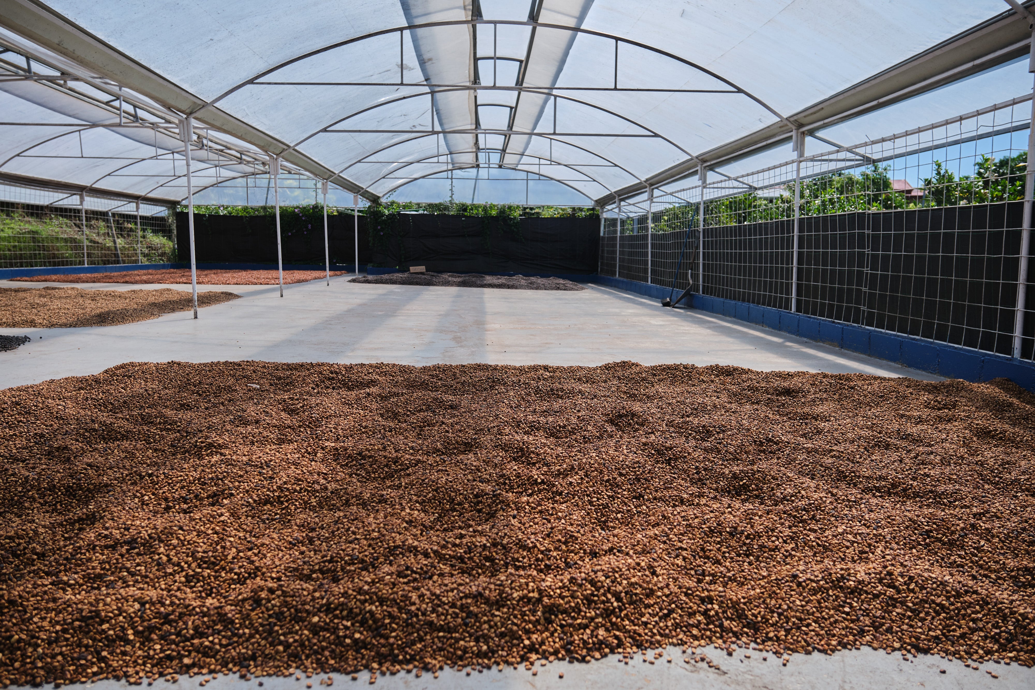 Costa Rica ANAEROBIC DOUBLE DIAMOND NATURAL Finca San Luis | Moderner Filterkaffee