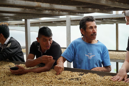 Peru Cenfrocafe Microlot | Moderner Filterkaffee