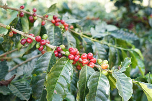 Peru Cenfrocafe Microlot | Moderner Filterkaffee