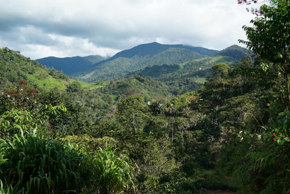 Peru Cenfrocafe Microlot | Moderner Filterkaffee