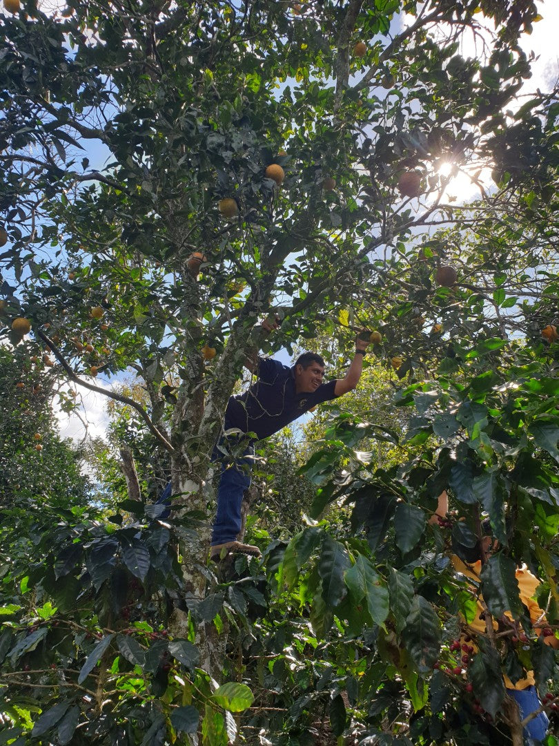Honduras Aprolma | Klassischer Filterkaffee oder moderner Espresso