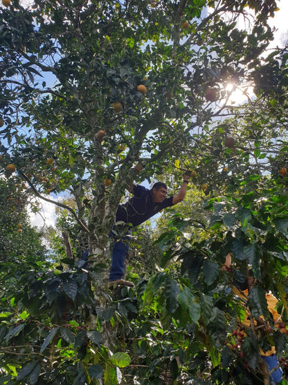 Honduras Aprolma | Klassischer Filterkaffee oder moderner Espresso