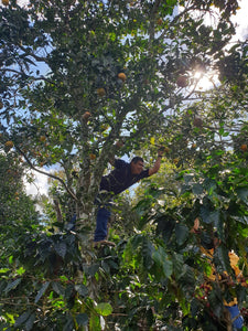 Honduras Aprolma | Moderner Filterkaffee