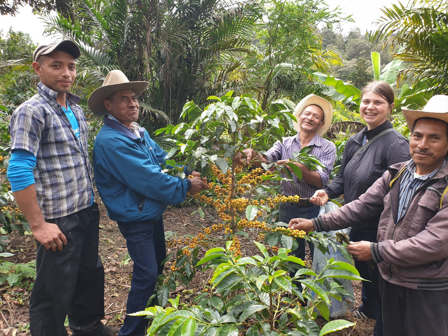 Honduras Aprolma | Moderner Filterkaffee