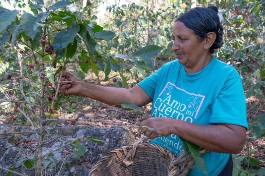 Nicaragua  | Moderner Filterkaffee
