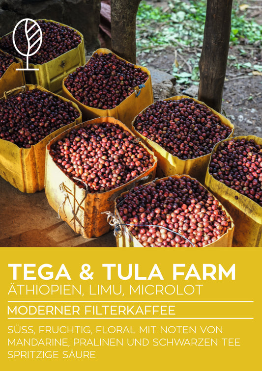 Äthiopien WASHED Tega & Tula | Moderner Filterkaffee