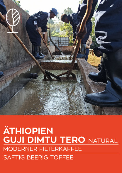 ÄTHIOPIEN GUJI Dimtu Tero Farm NATURAL | Moderner Filterkaffee