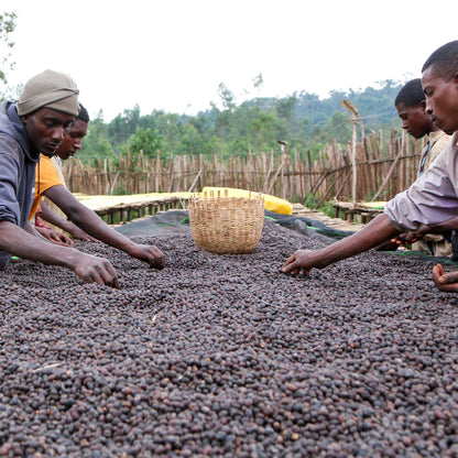 Äthiopien Terbe, Natural | Moderner Filterkaffee