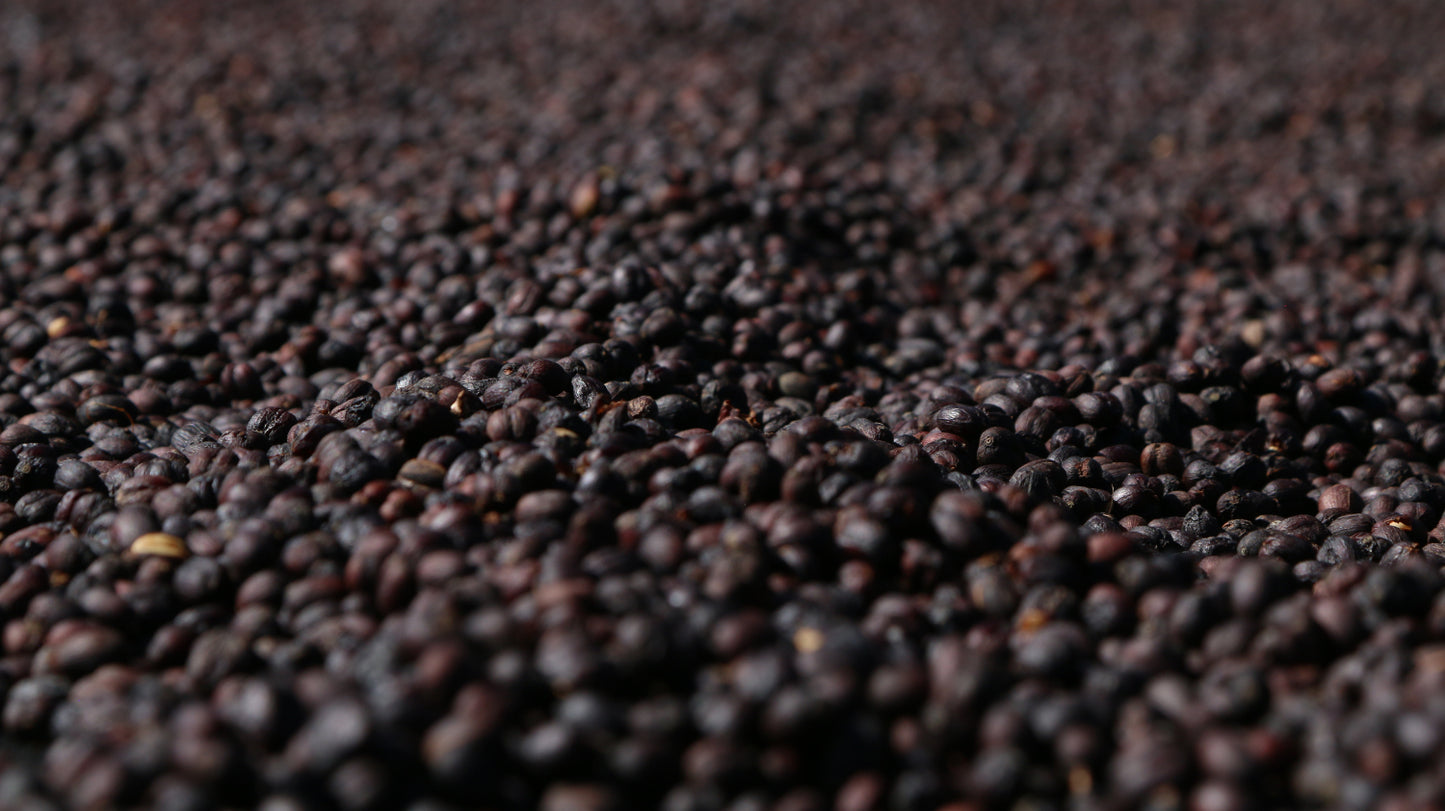 Äthiopien Terbe, Natural | Espresso