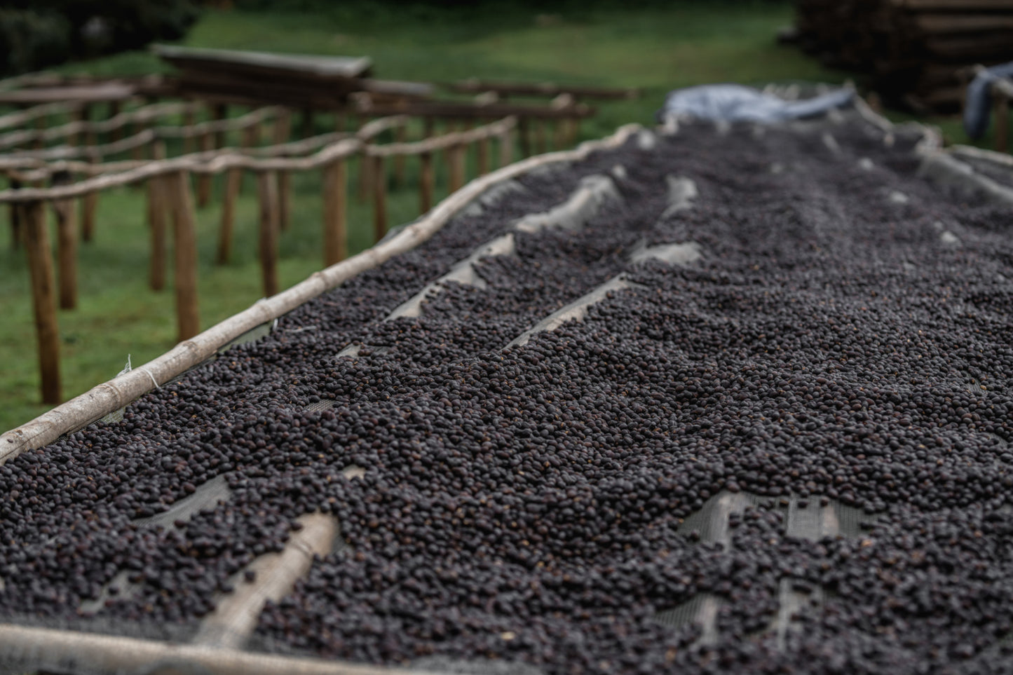 Äthiopien Terbe, Natural | Espresso