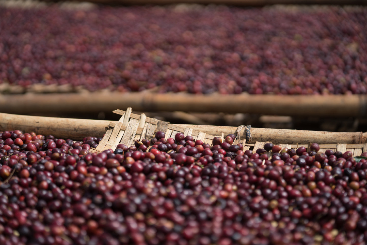 Äthiopien Terbe, Natural | Espresso