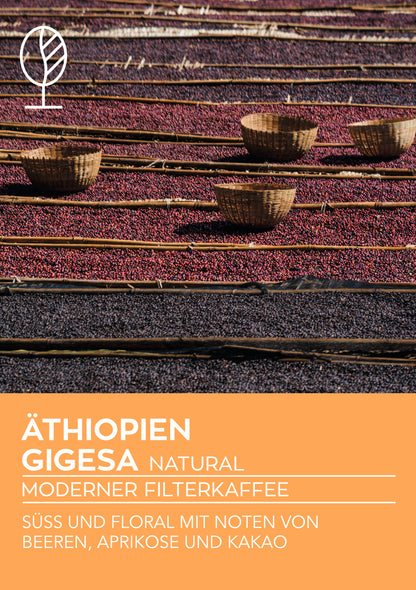 Äthiopien Guji Gigesa, natural | Moderner Filterkaffee