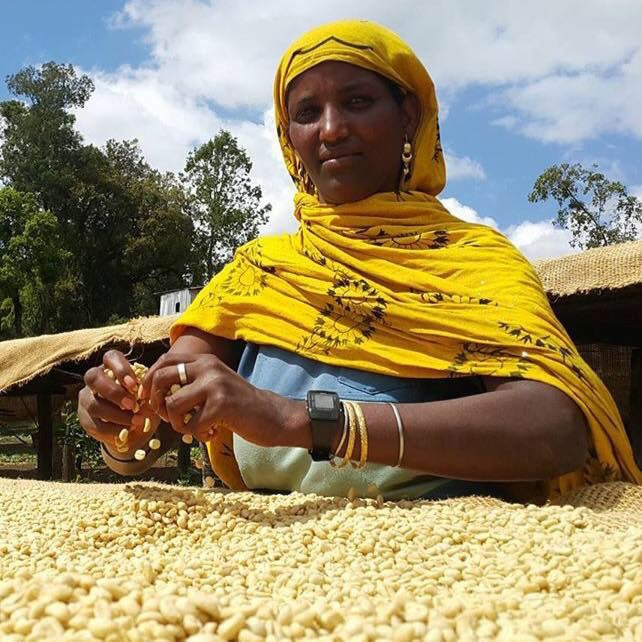 Äthiopien Guji Gigesa, natural | Moderner Filterkaffee
