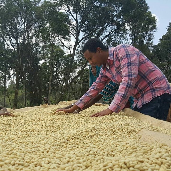 Äthiopien Guji Gigesa, natural | Moderner Espresso