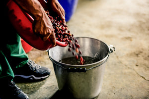 Kolumbien Sotará, natural | Moderner Filterkaffee